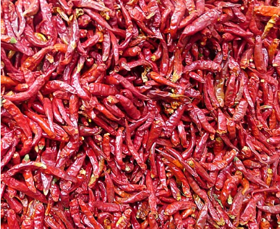 辣椒烘干机批发价格,辣椒烘干机价格是多少钱一台,辣椒烘干机如何使用? 辣椒烘干机批发价格,辣椒烘干机价格是多少钱一台,辣椒烘干机如何使用?